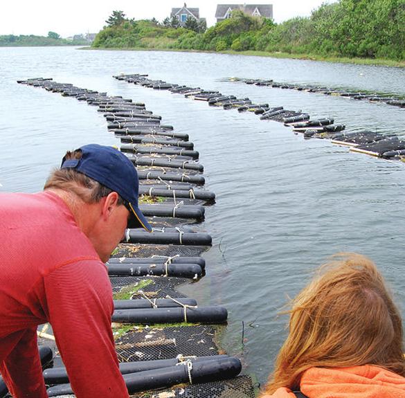 Chris Warfel, engineer turned oyster farmer