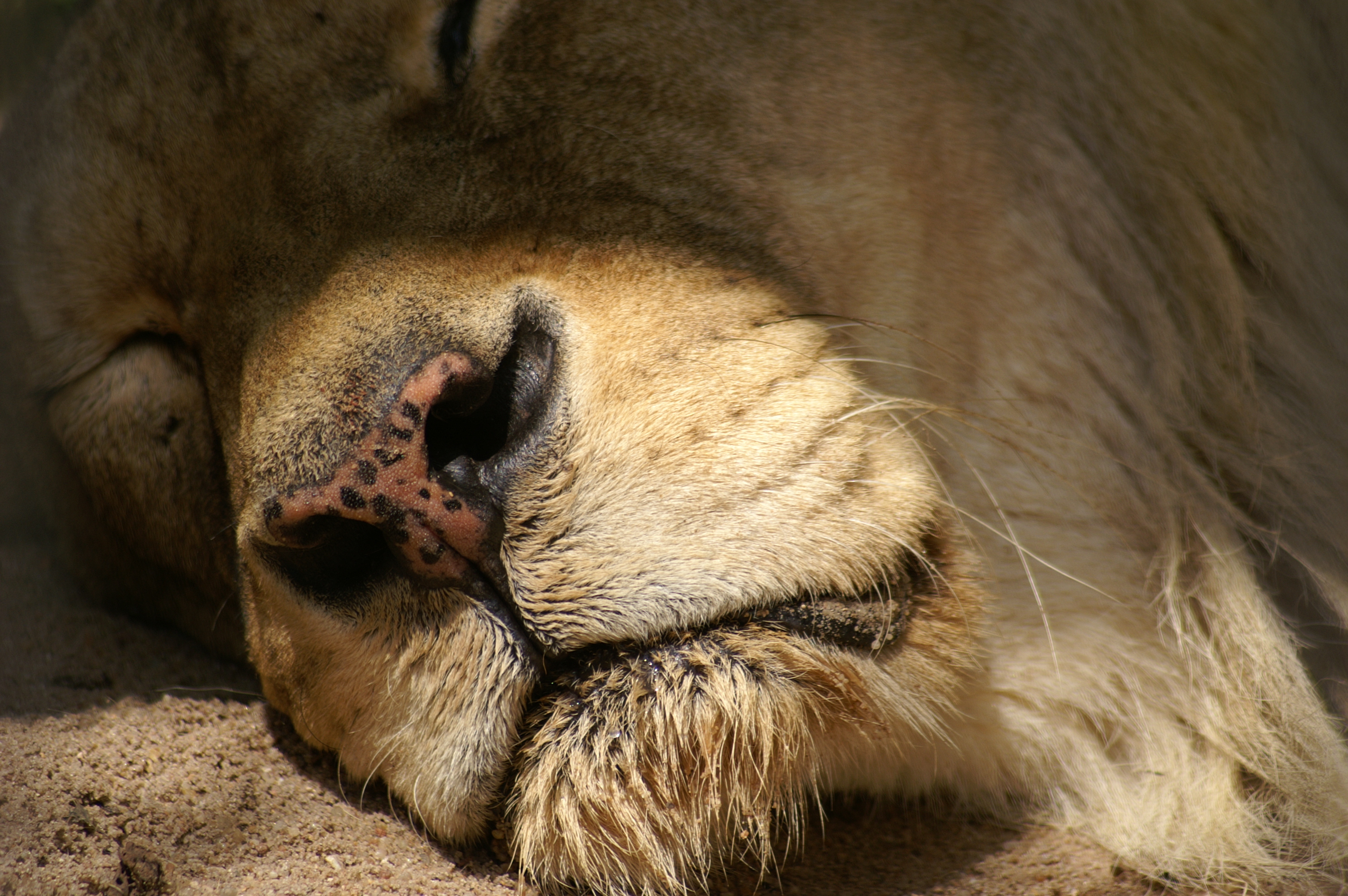 Sleeping Lion